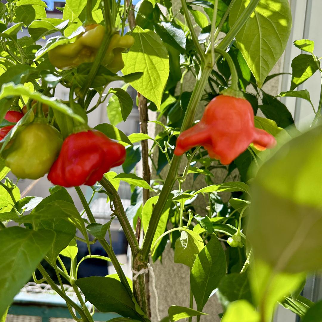 Glockenchili – Bishops Crown   Samen 