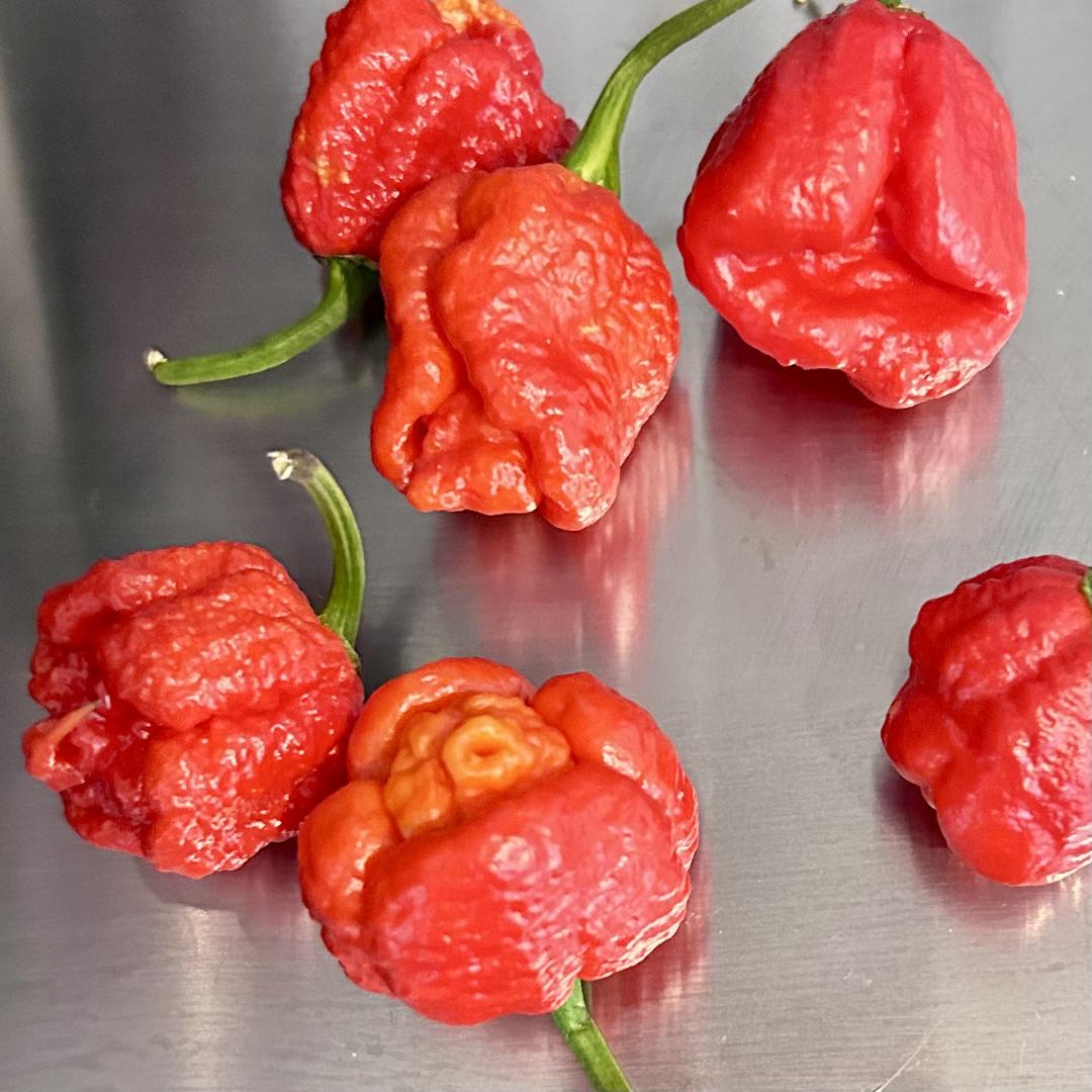 Chilipulver – Trinidad Scorpion Moruga
