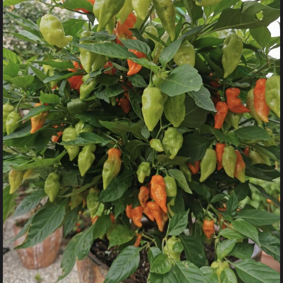 Habanada Samen - Der Habanero ohne Schärfe