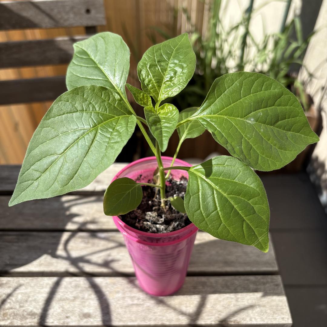 Chili-Jungpflanzen