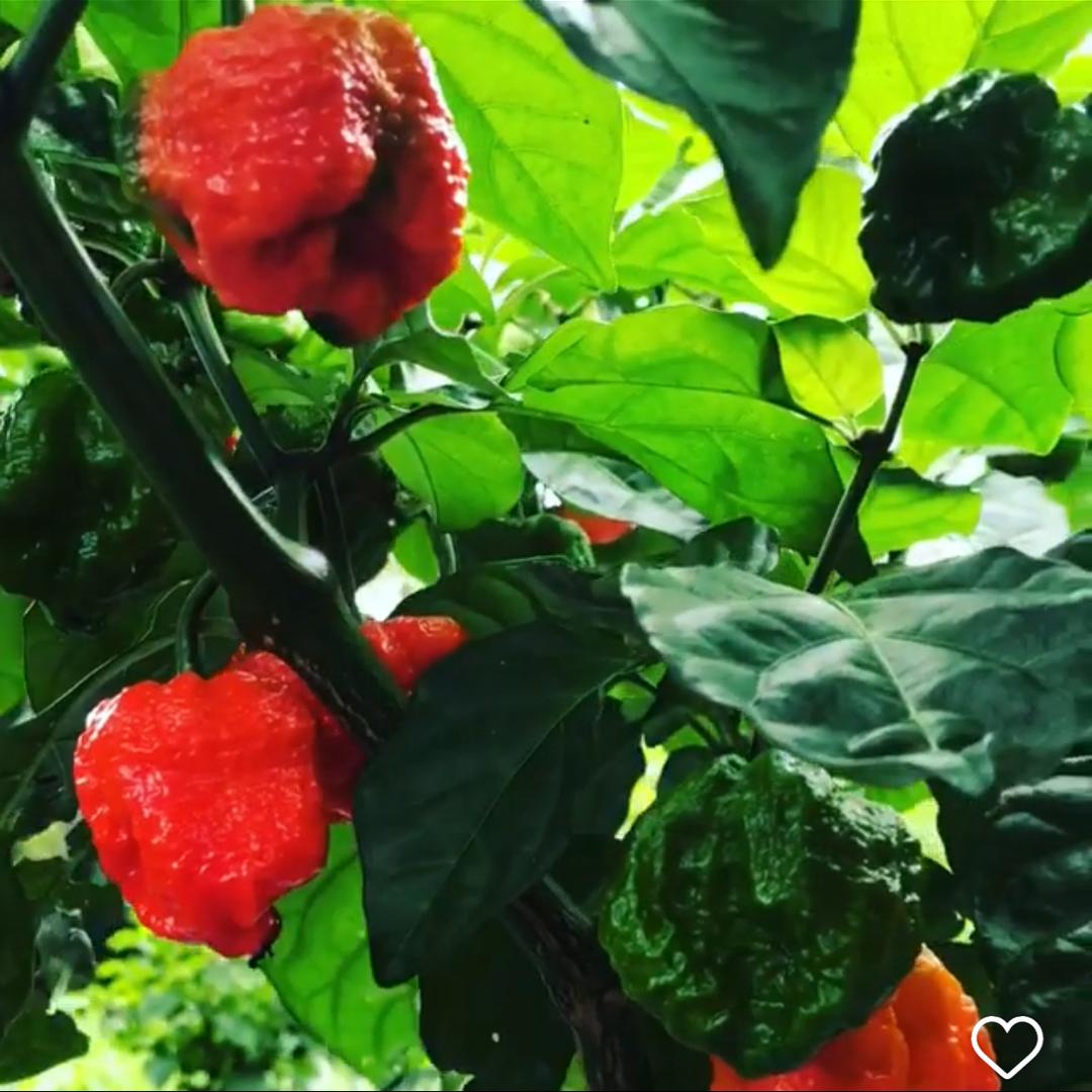 Trinidad Scorpion Moruga Samen