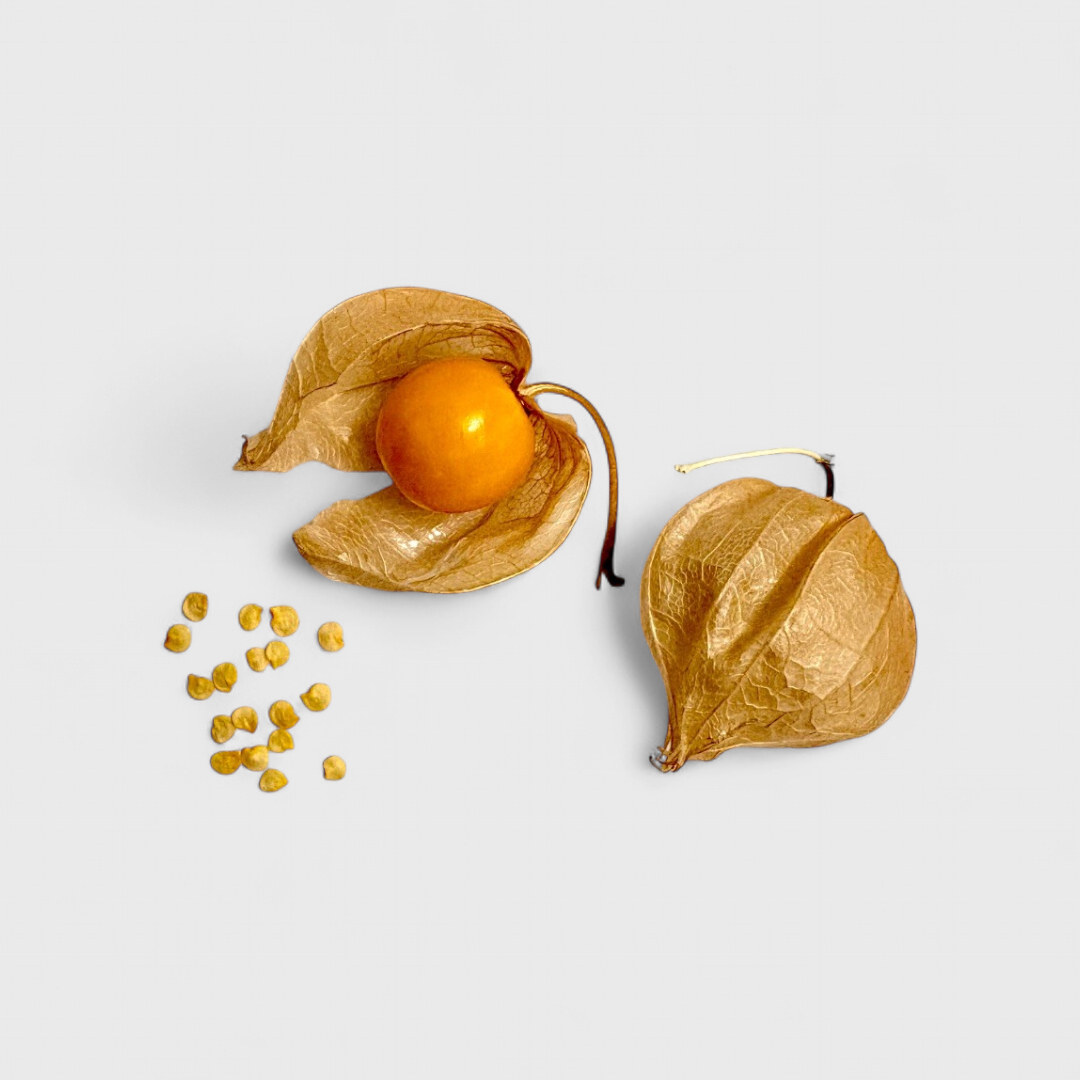 Physalis Peruviana Saatgut 