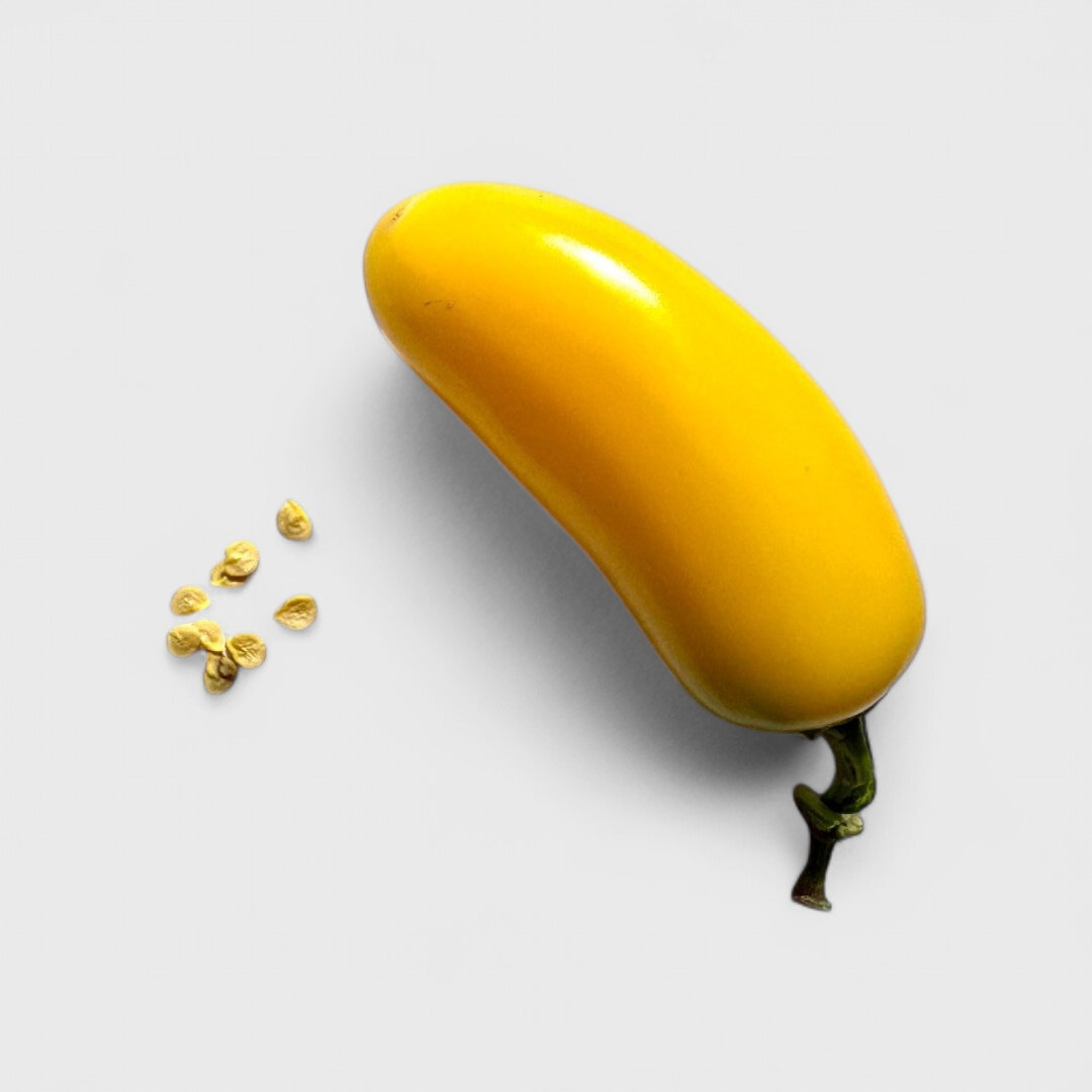 Jalapeño Luciel Saatgut 