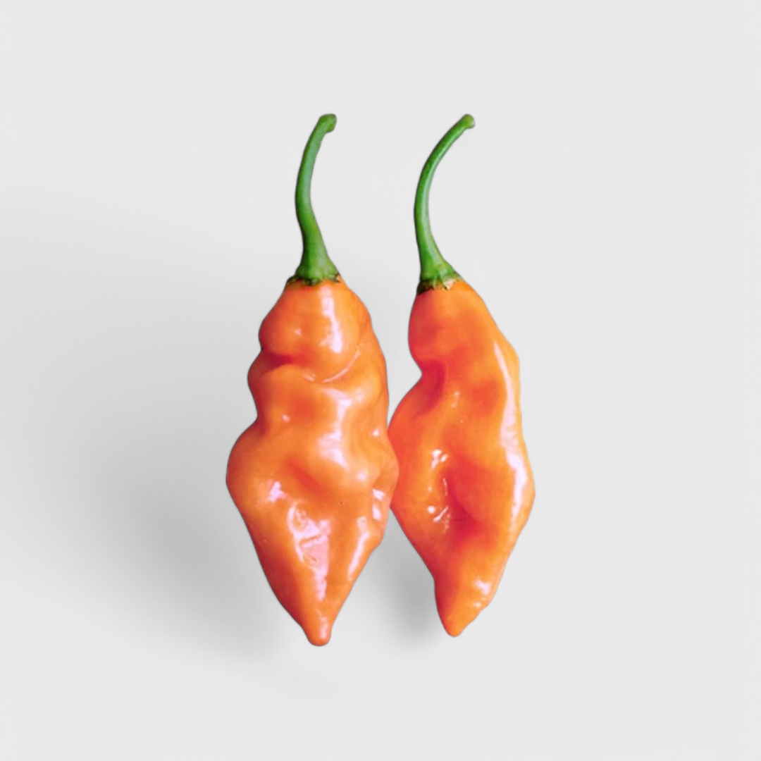 Habanada Samen - Der Habanero ohne Schärfe