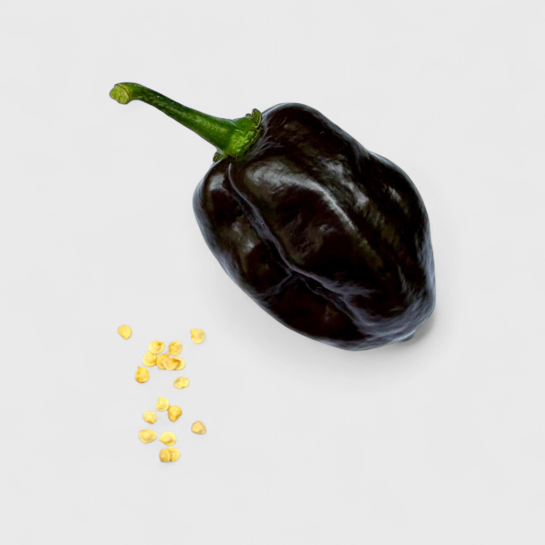 Swiss Chocolade Habanero Saatgut