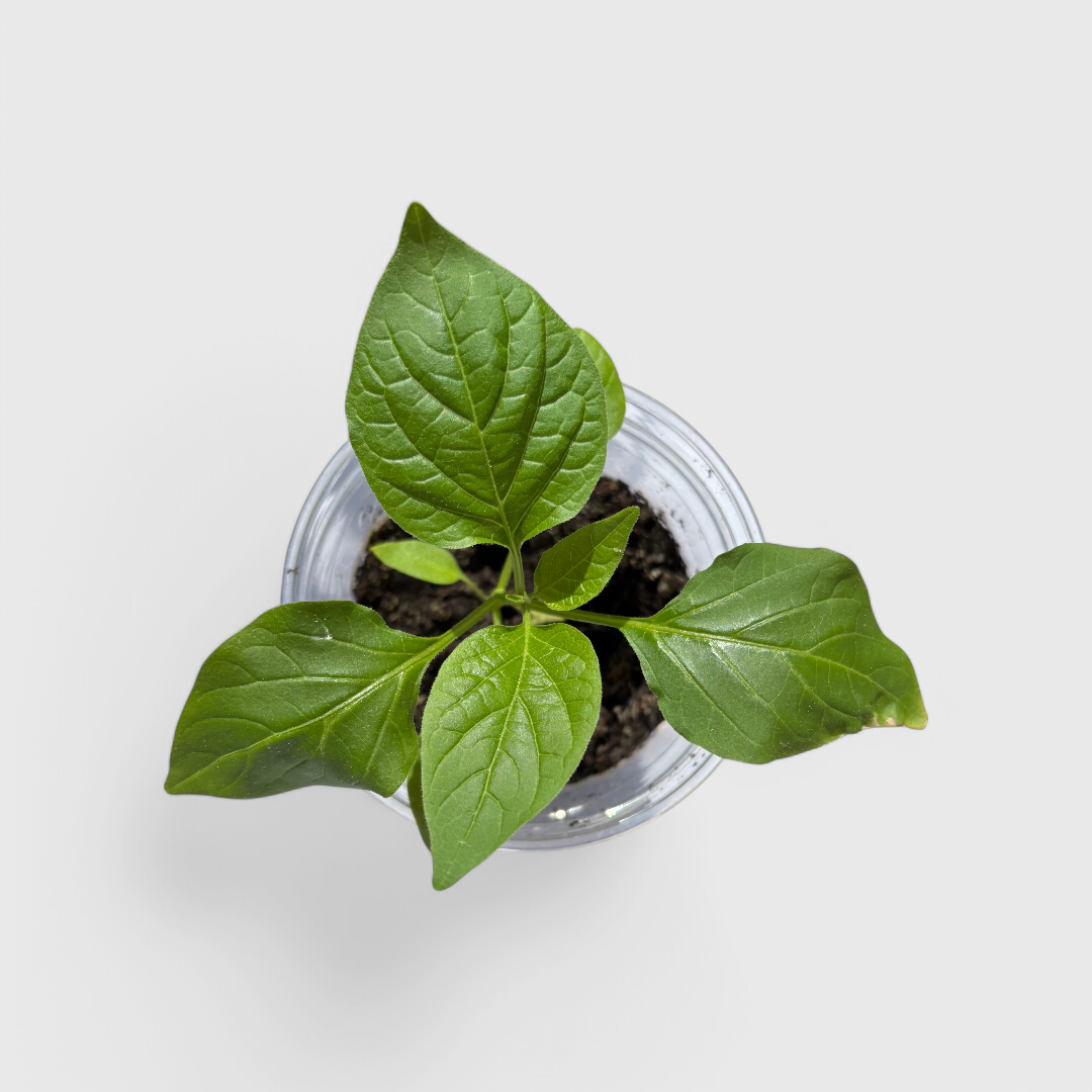 Chili-Jungpflanzen