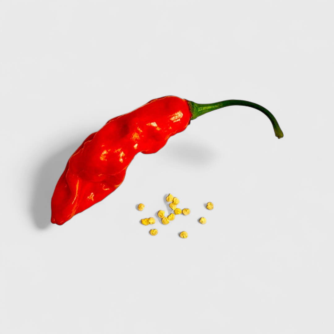 Naga Morich Saatgut 