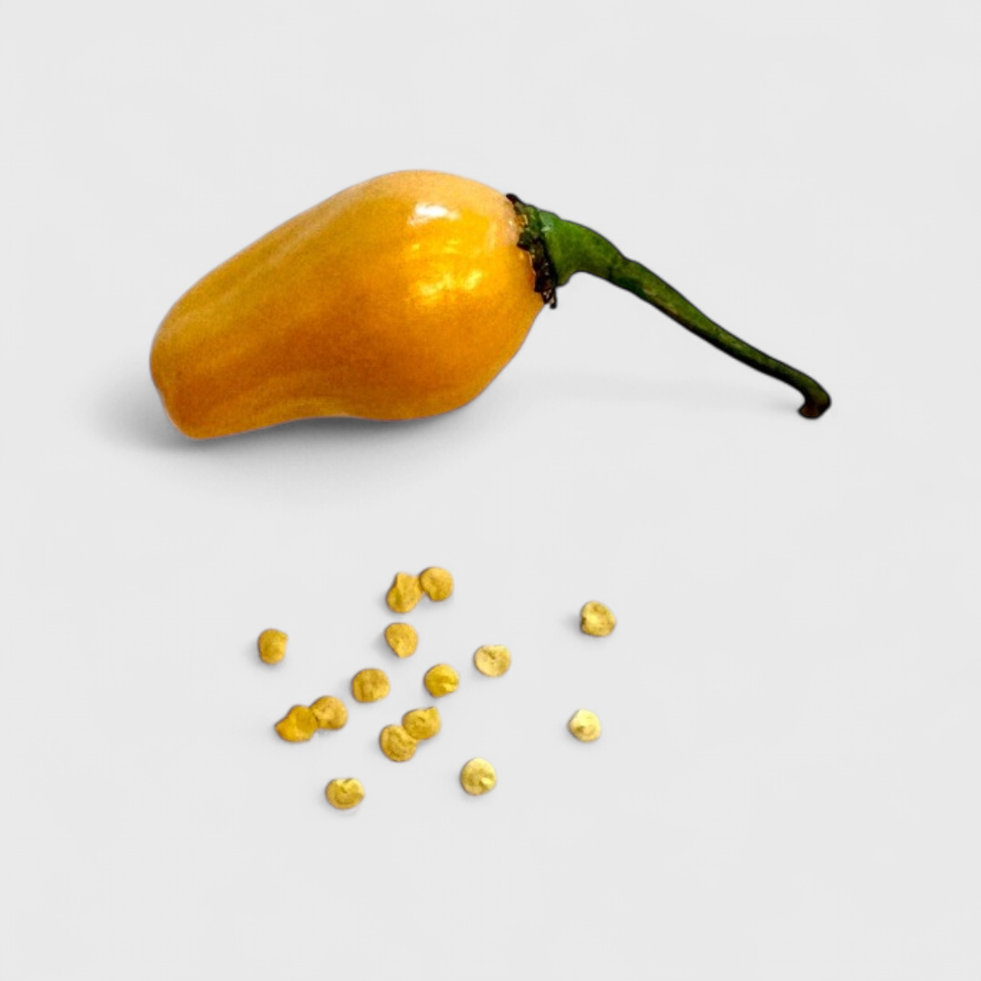 No Name Peach Saatgut