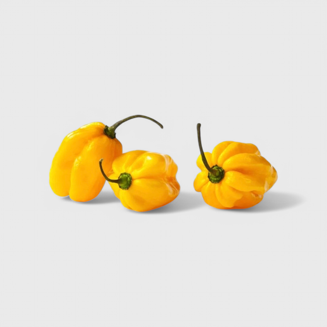 Habanero Gelb Samen