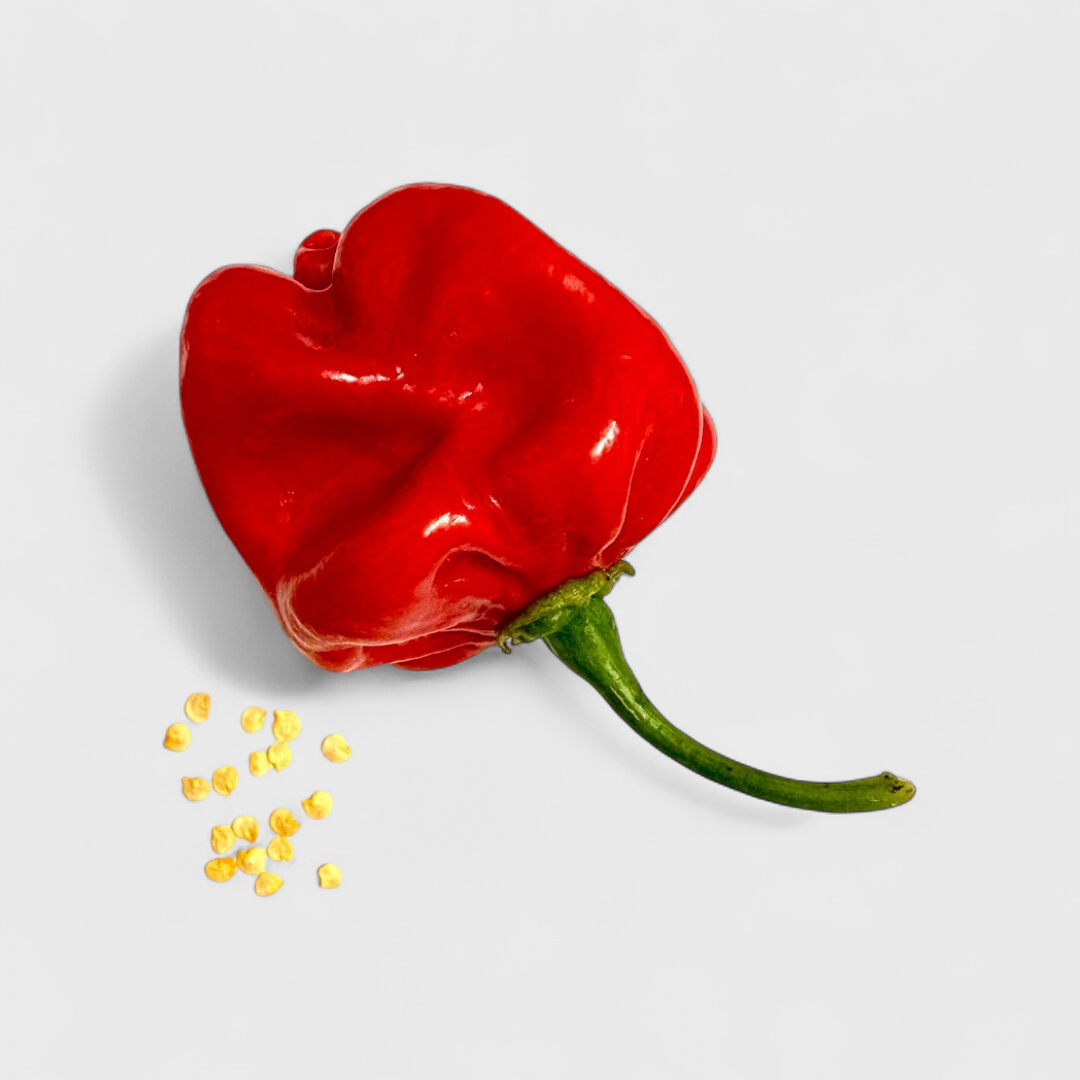 Habanero Rot Saatgut