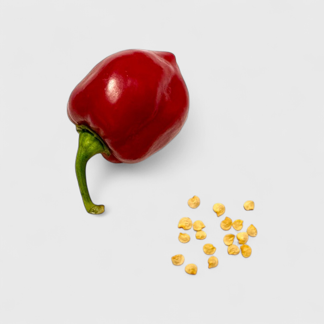 Caribbean Habanero Saatgut