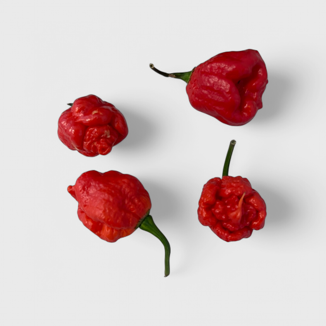 Trinidad Scorpion Moruga Samen