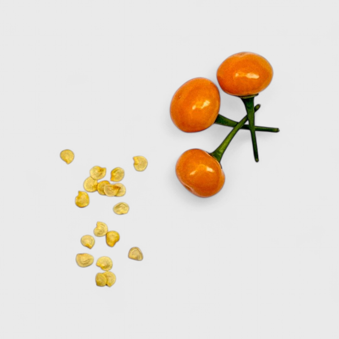 Aji Charapita gelb Saatgut 