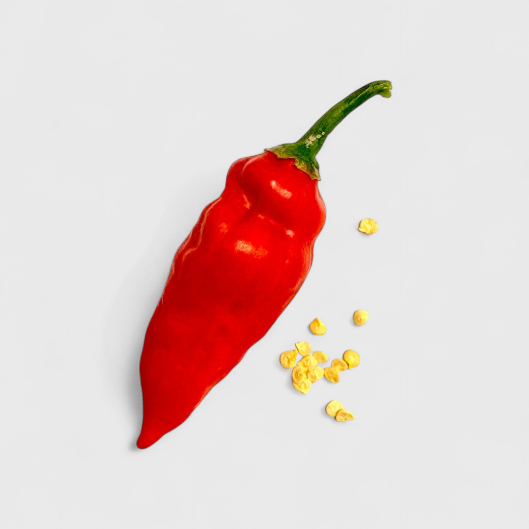 Maya Habanero Saatgut