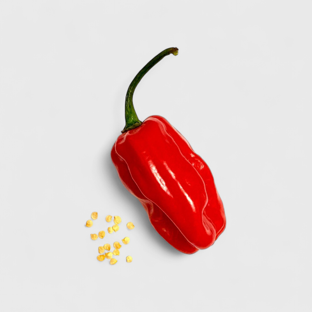 Habanero Rot Länglich