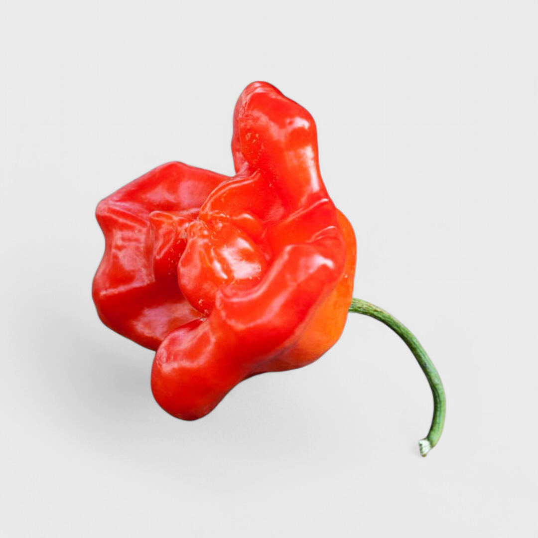 Glockenchili – Bishops Crown Samen